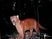 Gato-mourisco<br />Foto: Maria Julia Feldens e Adilson Schneider 